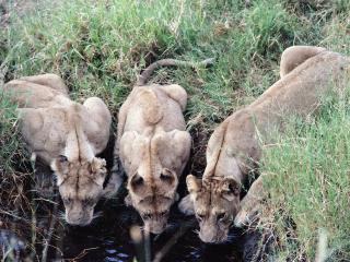 обои Три львицы пьют водичку фото