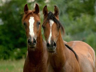 обои Две прелестных лошади фото