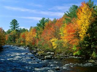 обои Осень, разноцветные деревья фото