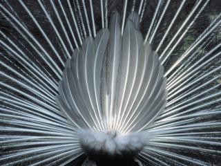 обои Black and White Study of  Male Peacock фото