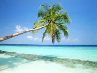 обои Пальма на Мальдивах фото