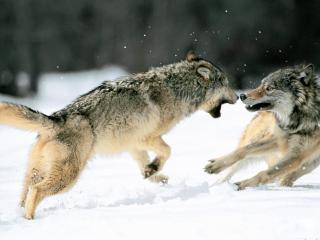 обои Битва волков фото