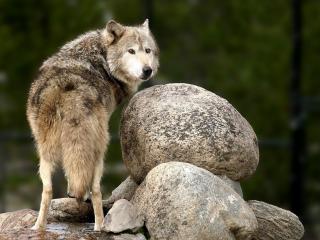 обои Одинокий волк фото
