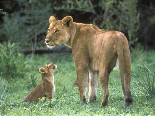 обои Африканская мать льва с малышом фото