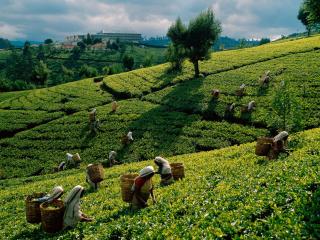 обои Чайные плантации фото
