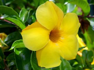 обои Allamanda Flower, Oahu, Hawaii фото