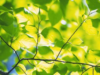 обои Листья в солнечном свете фото