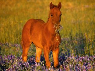 обои Quarter Horse Filly фото