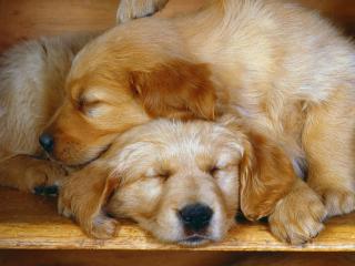 обои Спящие щенки фото