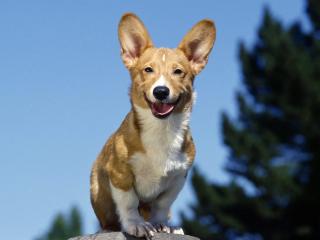 обои для рабочего стола: Grinning Corgi