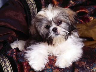 обои Lil Rascal, Shih-Tzu фото