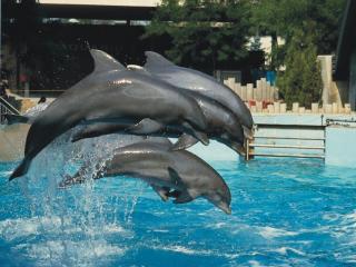 обои Стайка дельфинов прыгает фото