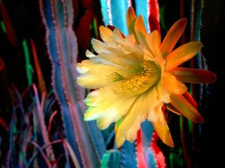 обои Cactus Flower фото