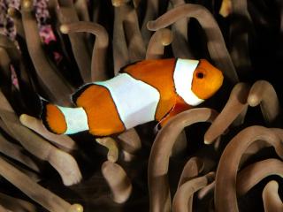 обои Percula Clownfish, Indo-Pacific фото