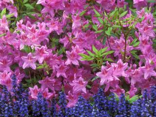 обои Azalea and Ajuga фото