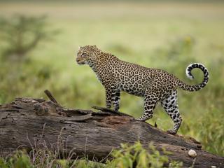обои Leopard, Lake Nakuru, Great Rift Valley, Kenya фото