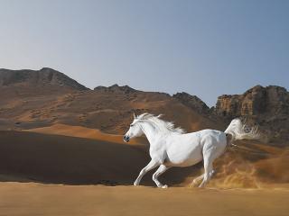 обои Белый конь бежит по песку фото