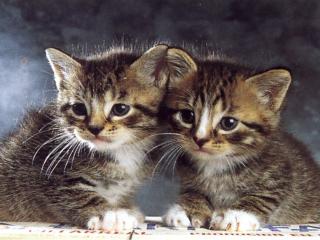 обои Два сереньких котёнка фото