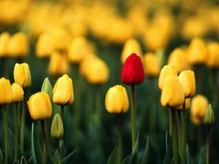 обои Один красный тюльпан среди желтых фото