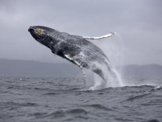 обои Humpback Whale Breaching, Chatam Strait, Alaska фото