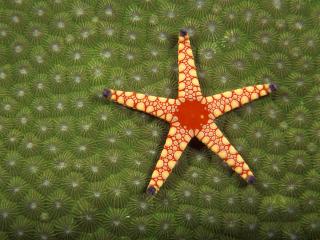 обои Морская звезда на зелёном фоне фото