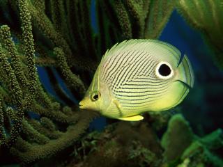 обои Желтая рыбка среди кораллов фото