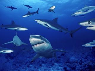 обои Стая белых акул фото
