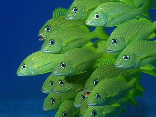 обои Стайка ярко-зелёных рыбок фото