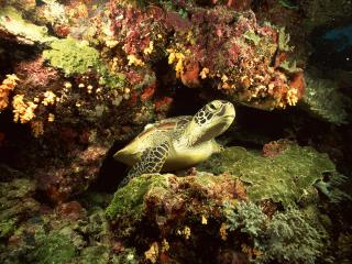 обои Морская черепаха плавает среди скал фото