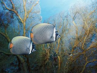обои Две серые рыбки на фоне кораллов фото