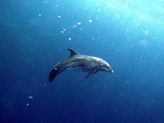 обои Одинокий дельфин фото