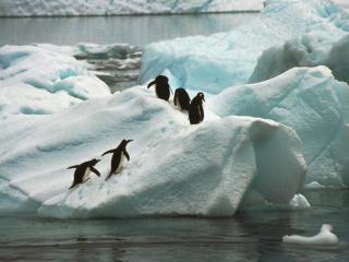 обои Прогулка пингвинов фото
