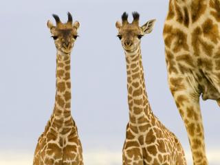 обои Two Newborn Giraffe, Masai Mara, Kenya фото