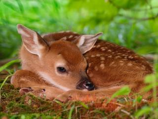 обои Two-Day-Old Baby White-Tailed Fawn фото