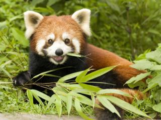 обои Red Panda Eating Bamboo, Sichuan Province, China фото
