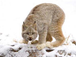 обои Canadian Lynx, British Columbia, Canada фото