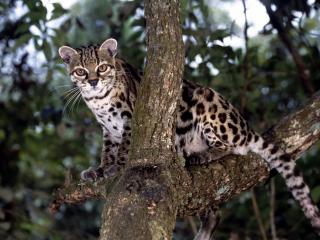 обои для рабочего стола: Margay