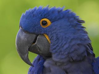 обои Hyacinth Macaw фото