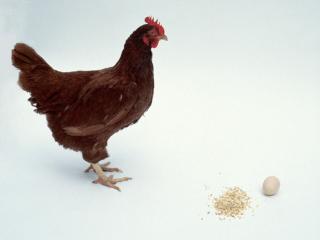 обои для рабочего стола: Курица и яйцо