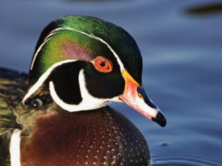 обои Close Up of Male Wood Duck фото