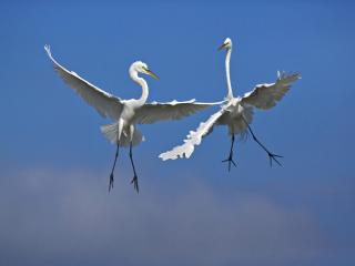 обои Male Great Egrets Fighting in Flight, Florida фото