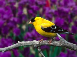 обои Male American Goldfinch фото