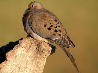 обои для рабочего стола: Mourning Dove