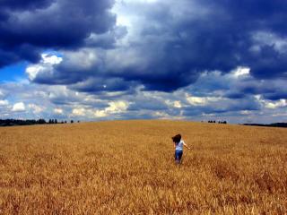 обои Долина пшеницы фото