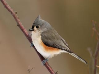 обои для рабочего стола: Tufted Titmouse