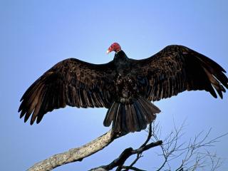 обои Turkey Vulture фото