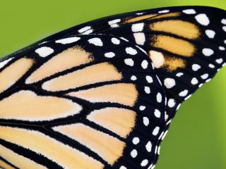 обои Monarch Butterfly Wing фото