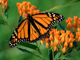 обои Monarch Butterfly фото
