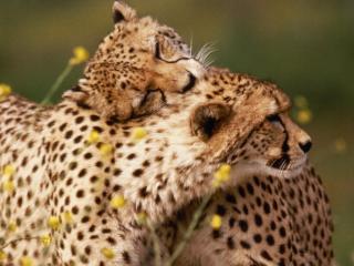 обои для рабочего стола: Affectionate Cheetahs