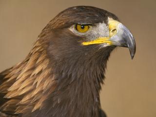 обои Golden Eagle фото